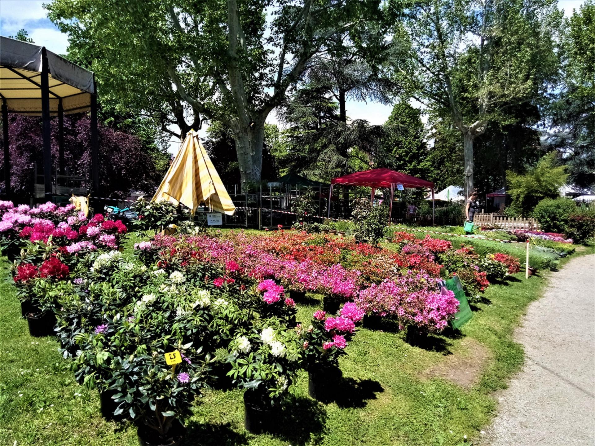 EXPOFLORA 1 (1)