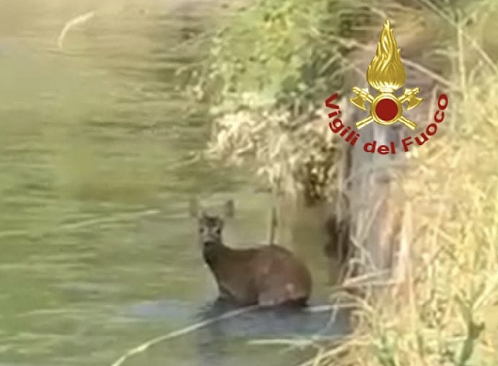 Cucciolo di capriolo caduto in un torrente a Garessio