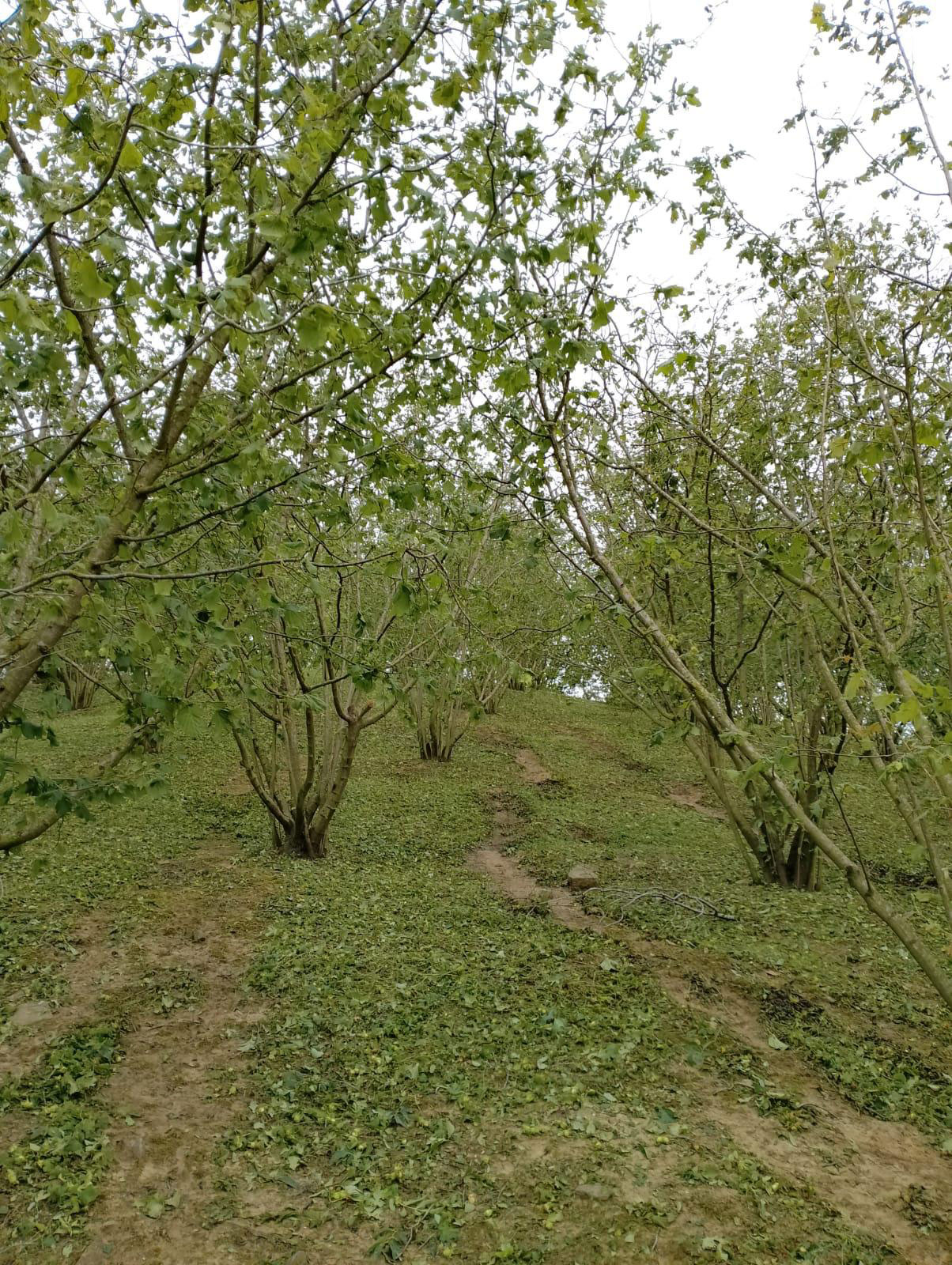 noccioleto devastato dalla grandine