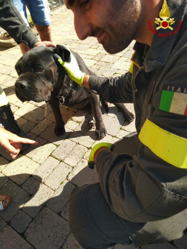 cane incastrato sotto un'auto