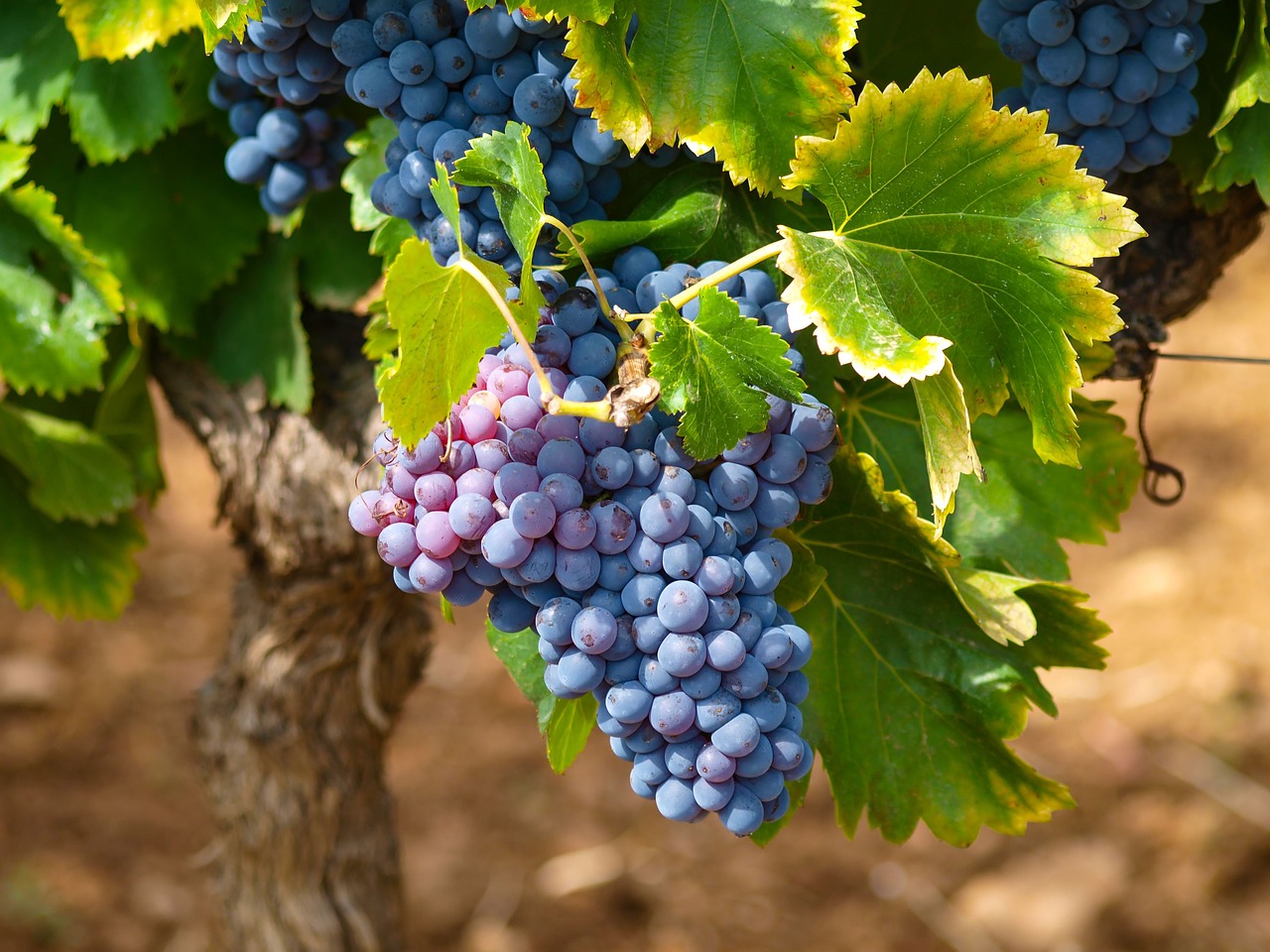 Grappoli di uva (foto Pixabay)