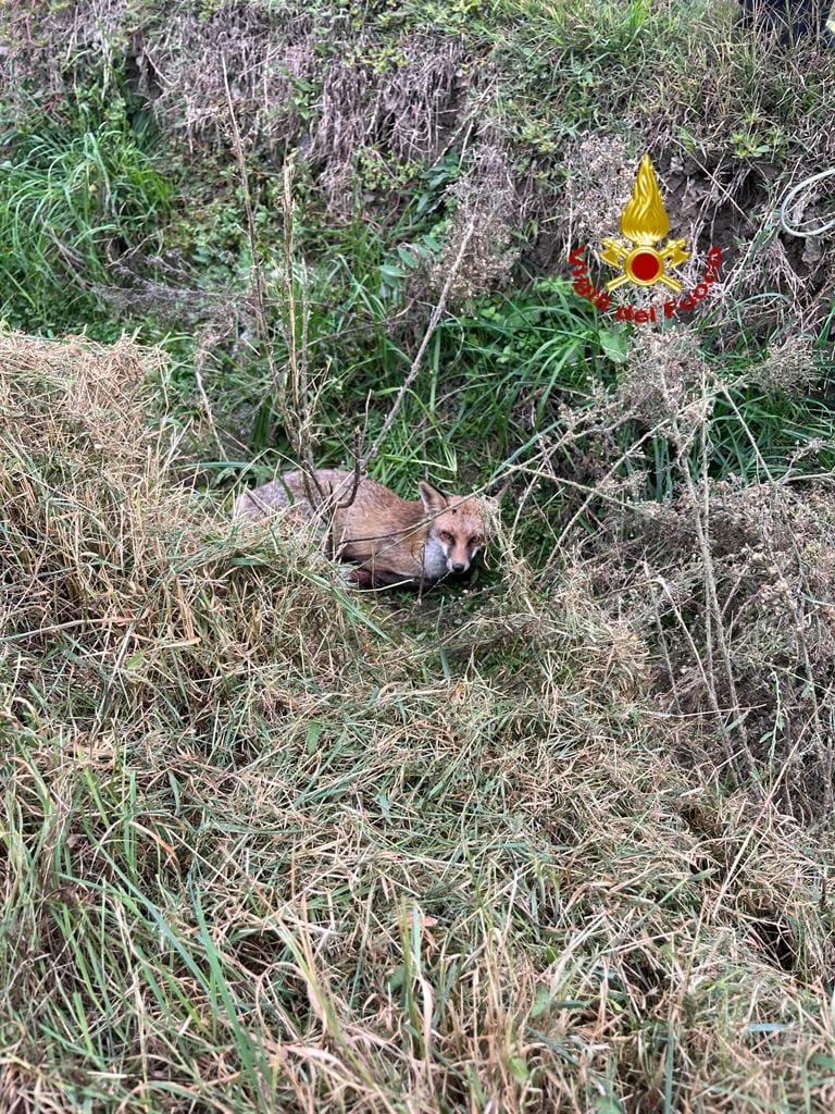 Volpe caduta in un fosso