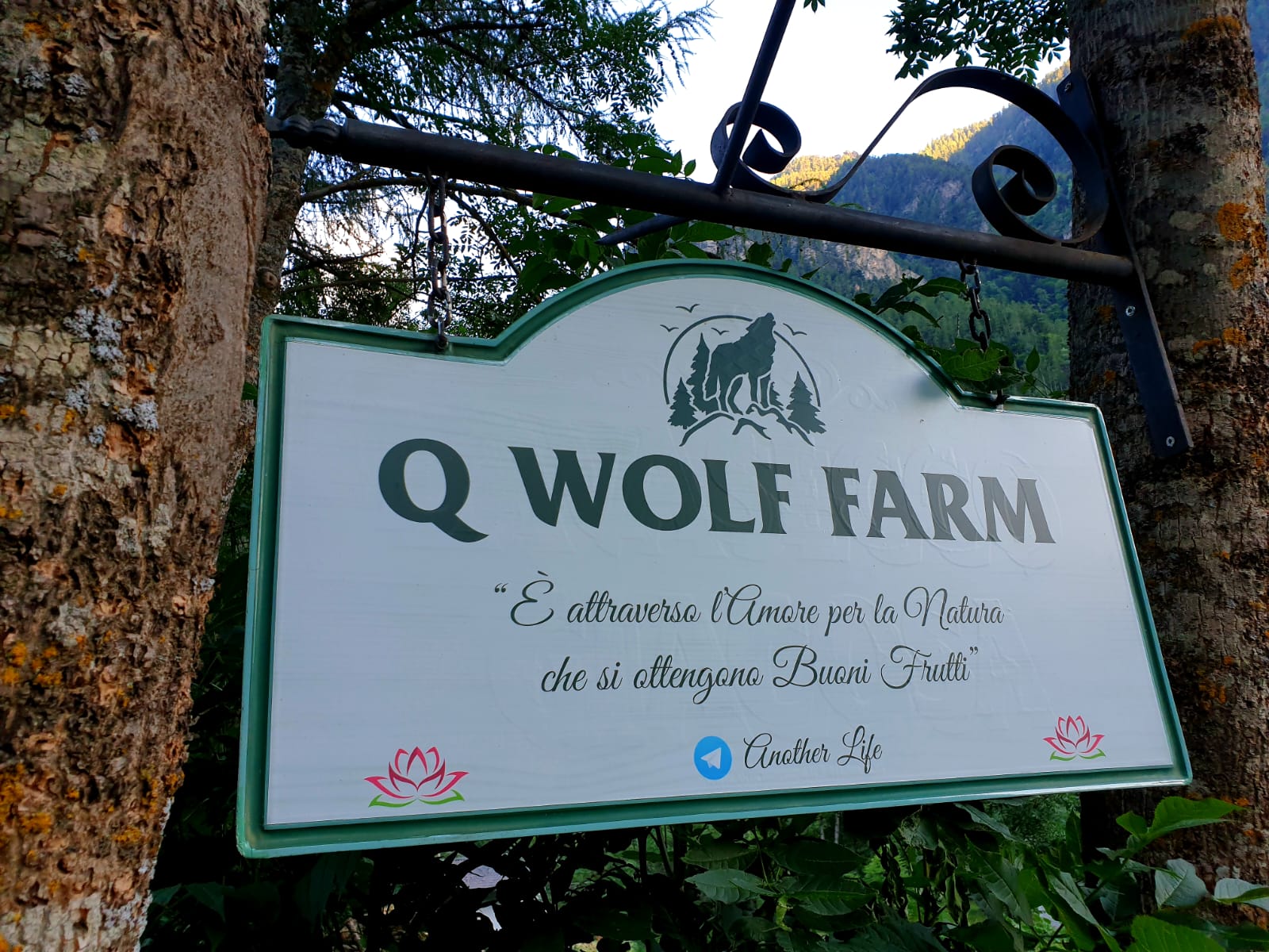 Q Wolf Farm