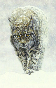 Tormenta di neve e lince Parisini Marcus