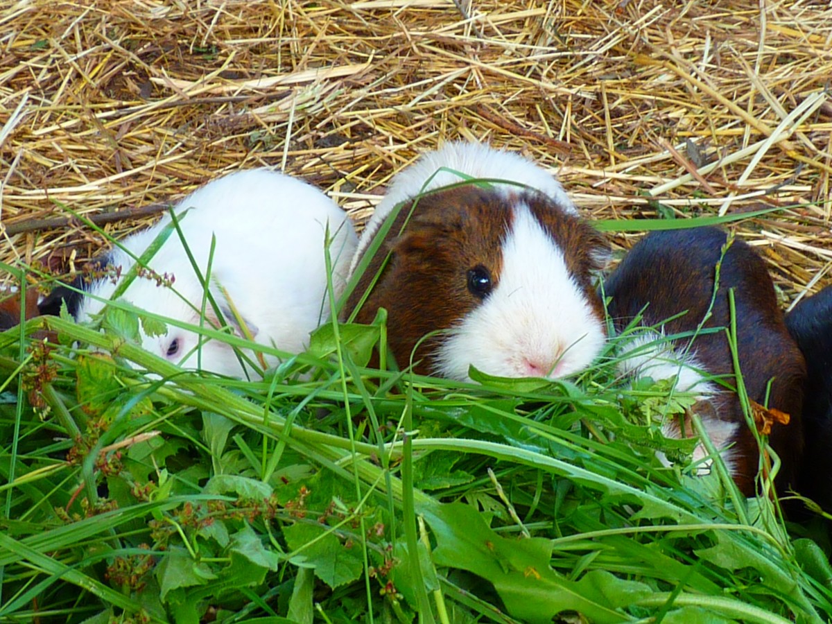 MIAC_piccoli_animali