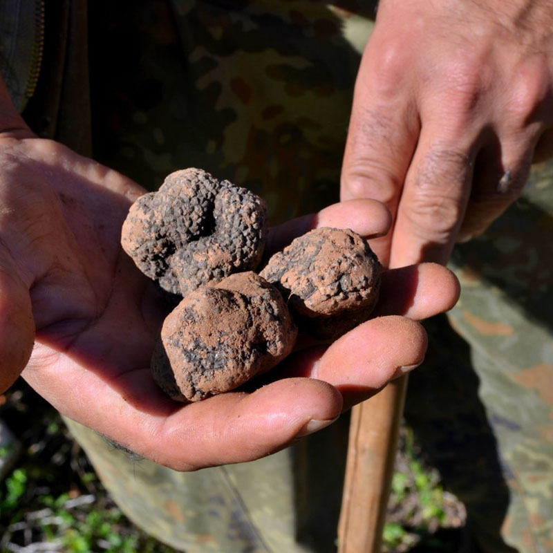 tartufo-nero-montemale