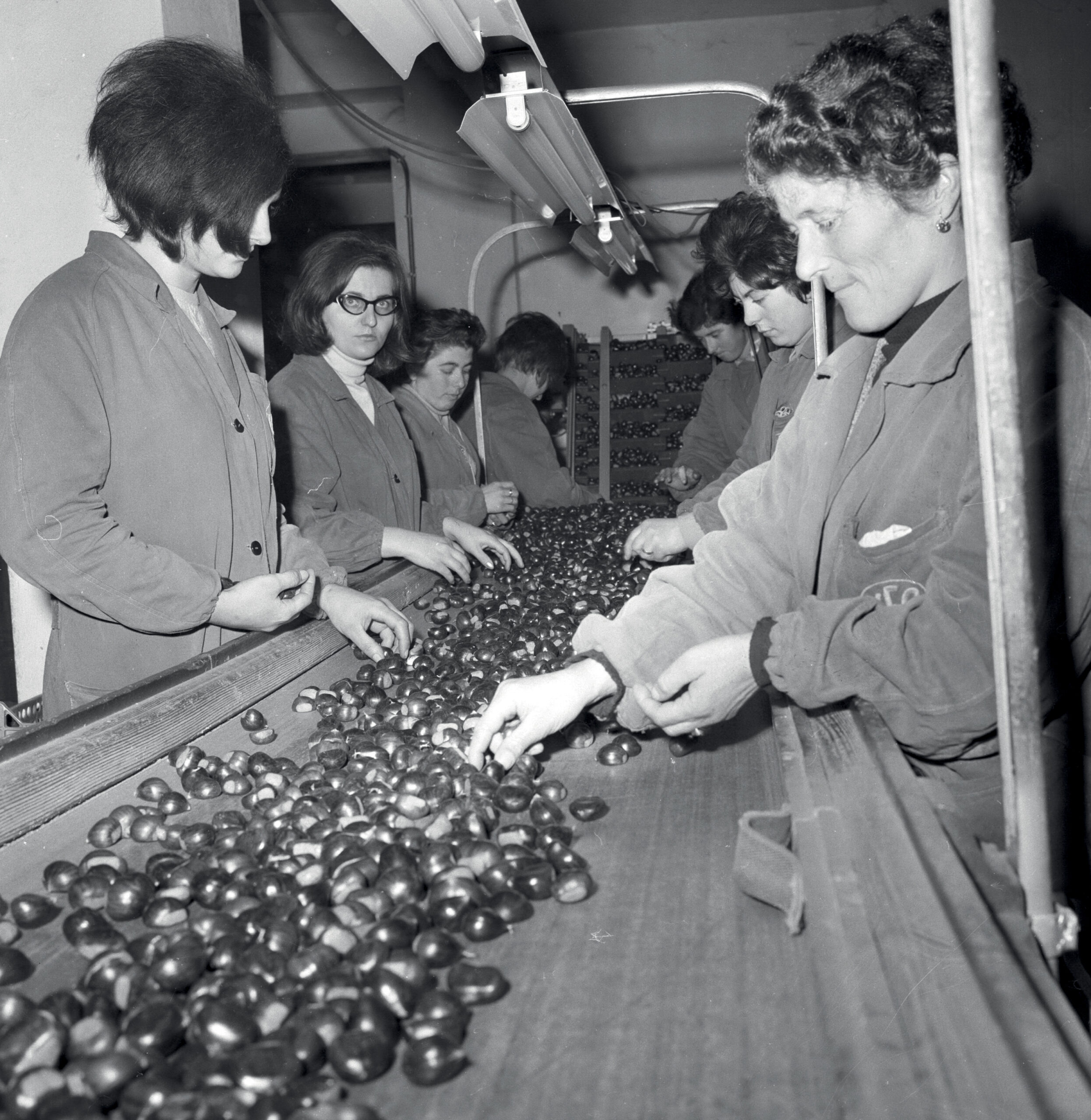 Lavorazione castagne 1968