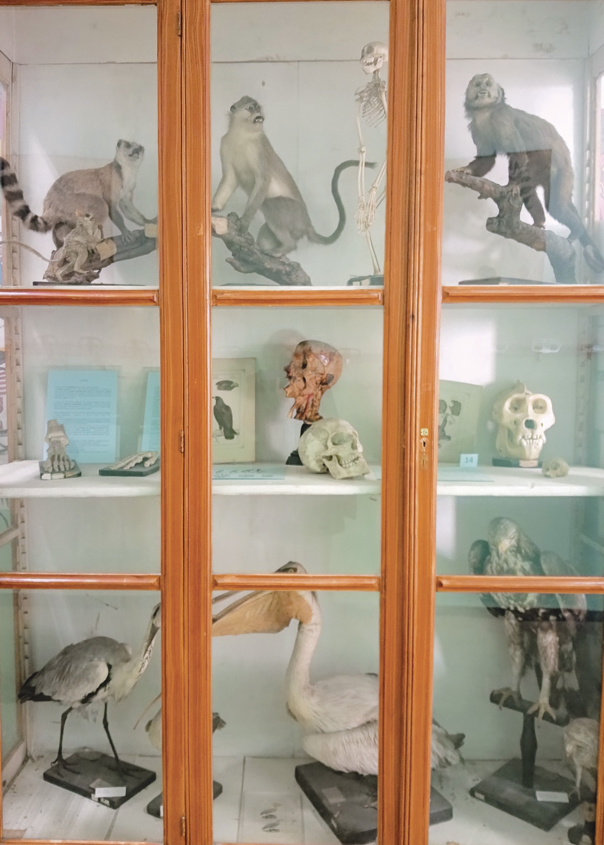 Liceo Cuneo Bacheche di storia naturale