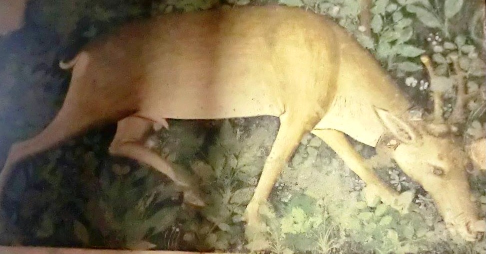 2 - Cervo; Affresco (Particolare); Anonimo; XIV secolo; Sala Baronale del Castello; Manta.