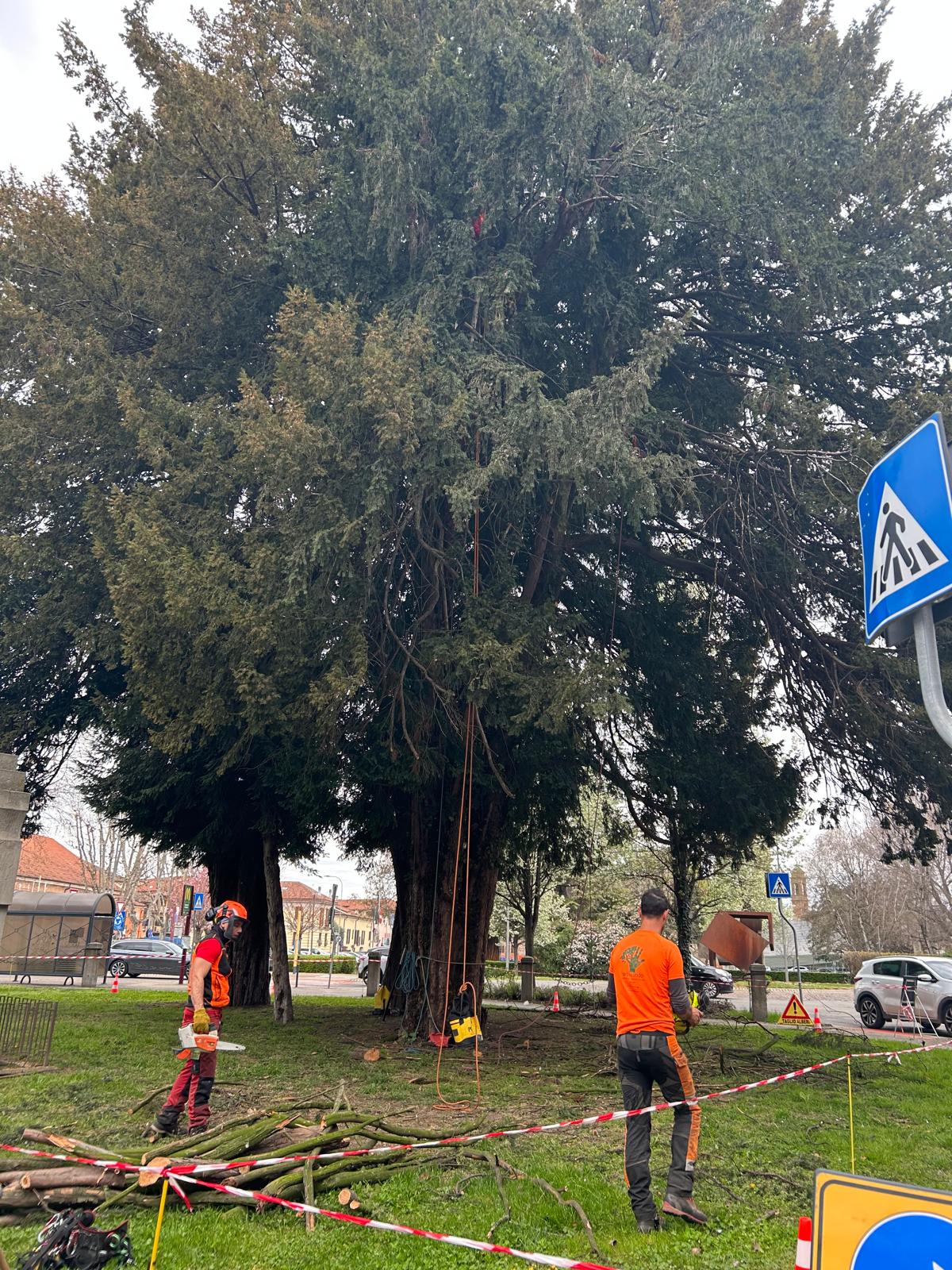 Savigliano - potatura alberi monumentali 2