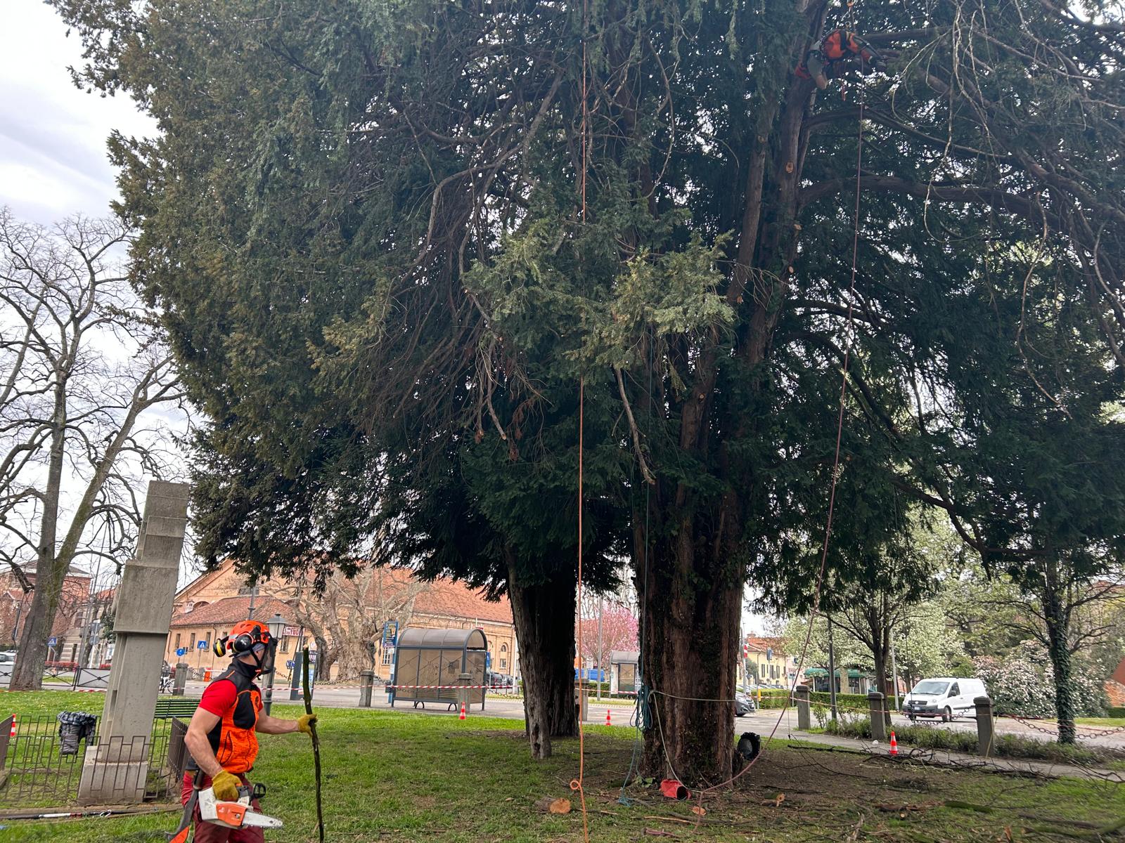 Savigliano - potatura alberi monumentali 2