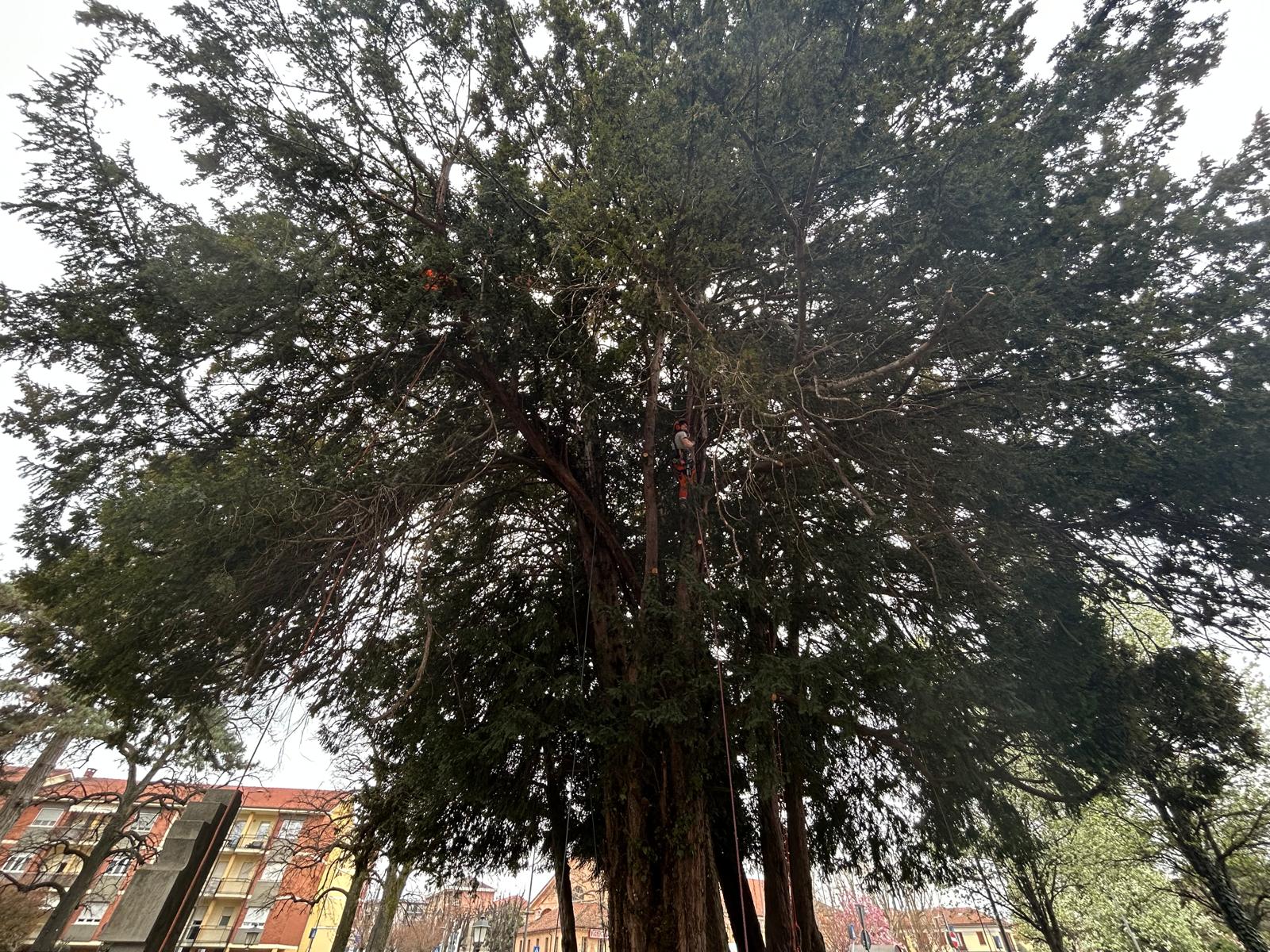 Savigliano - potatura alberi monumentali 2