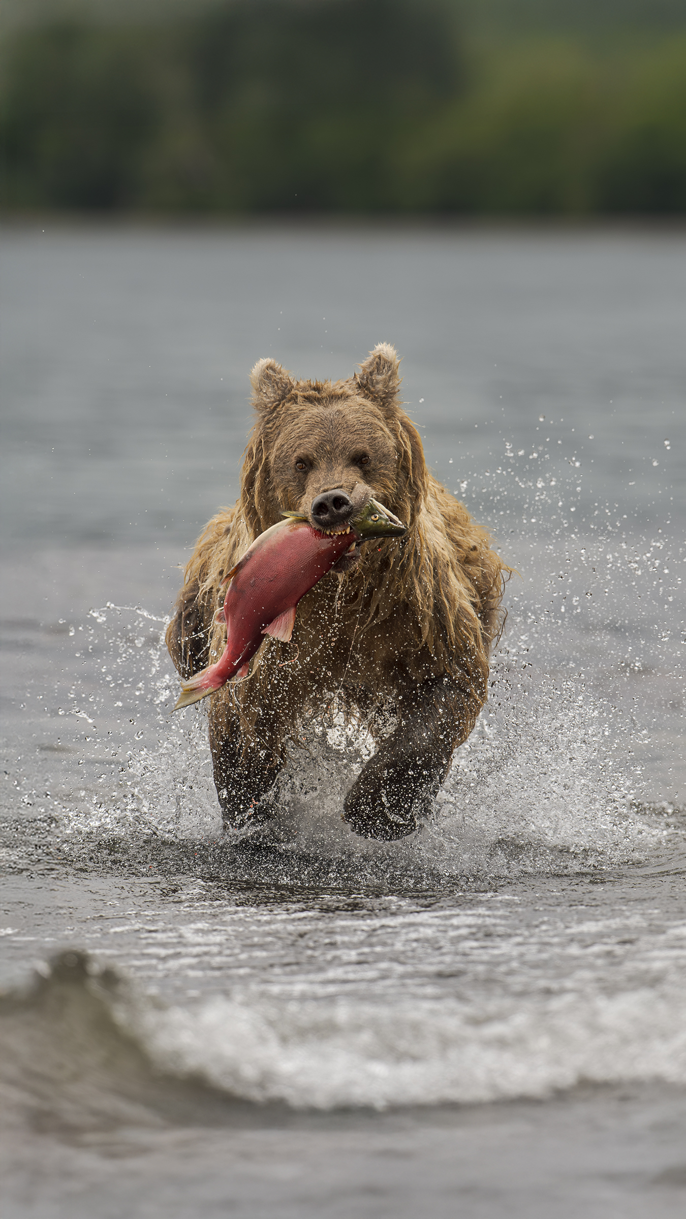 Orso (foto Luciano Leuzzi)