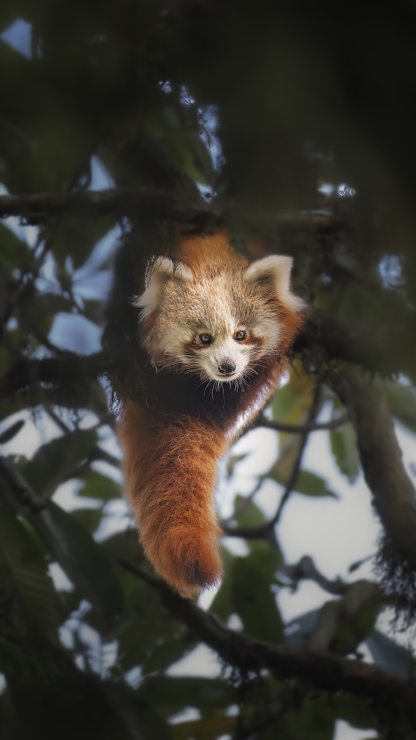 panda rosso (foto Luciano Leuzzi)
