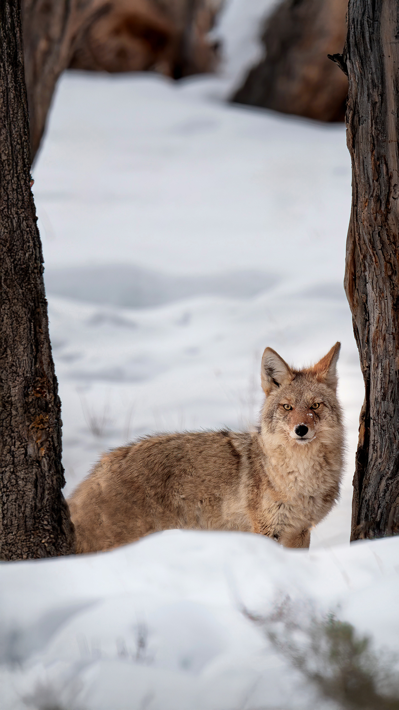 coyote (foto Luciano Leuzzi)