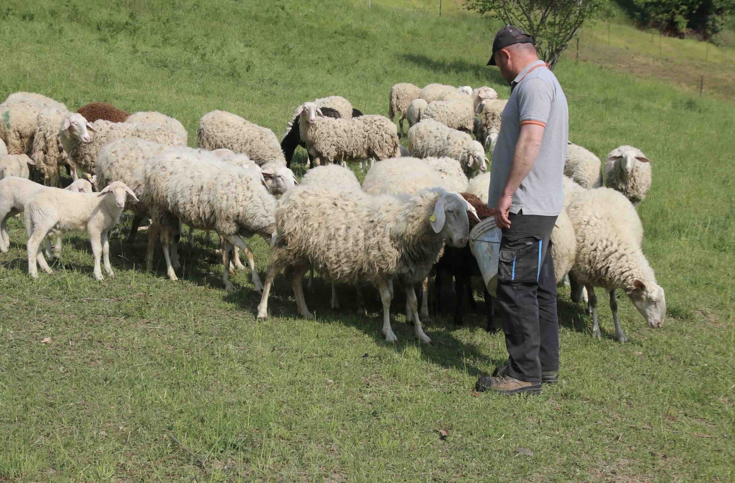 gregge di pecore