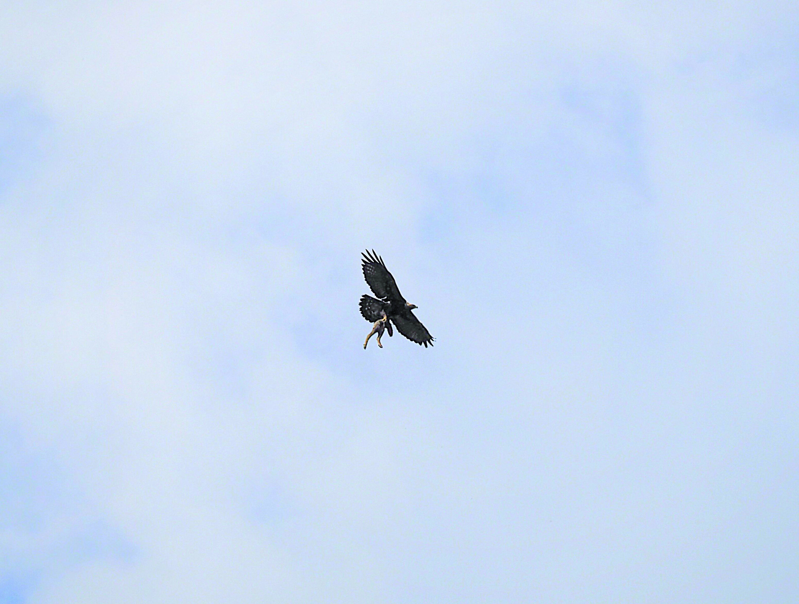 Aquila con la preda, un cucciolo di capriolo
