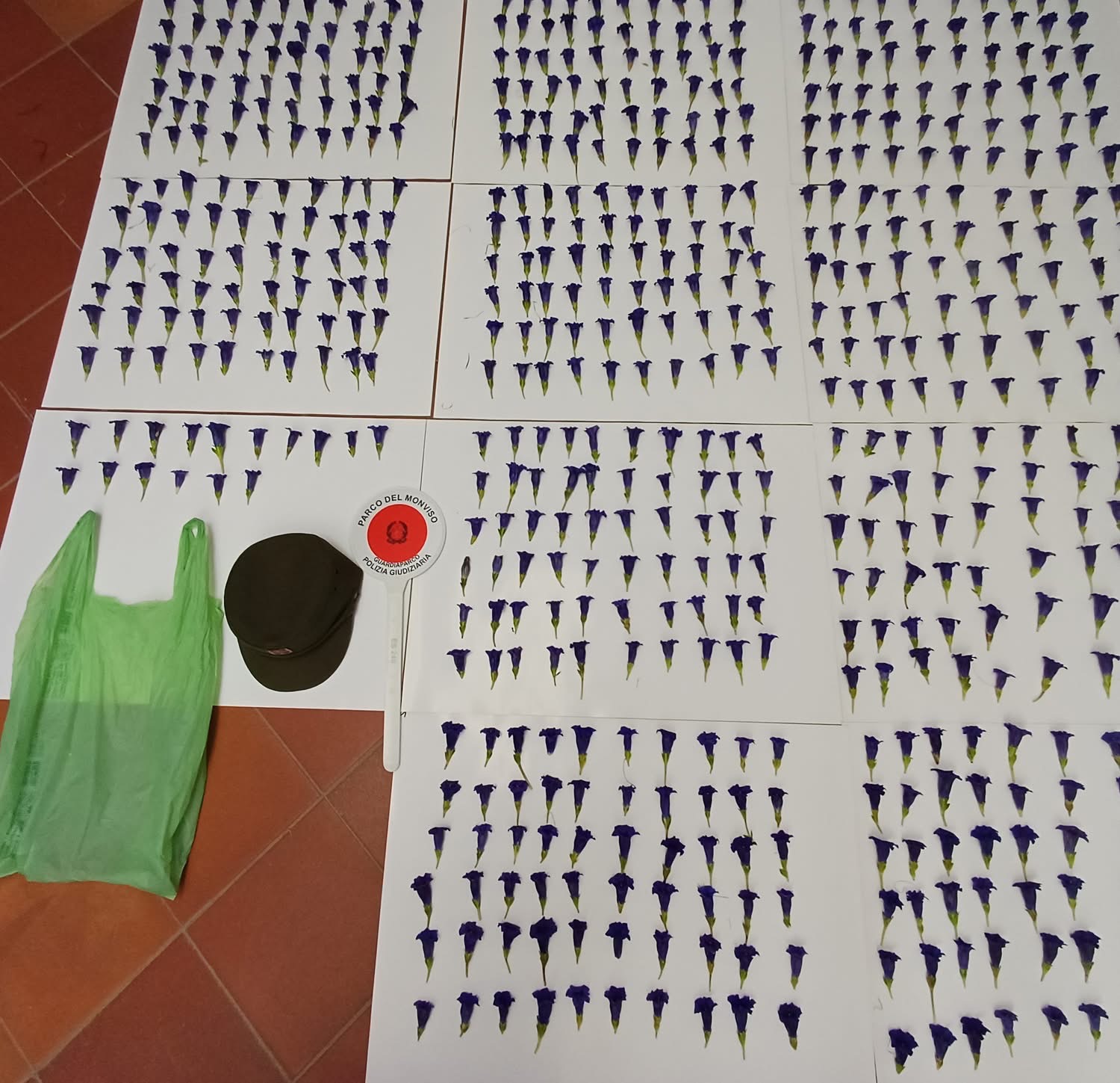 genziane raccolte illegalmente