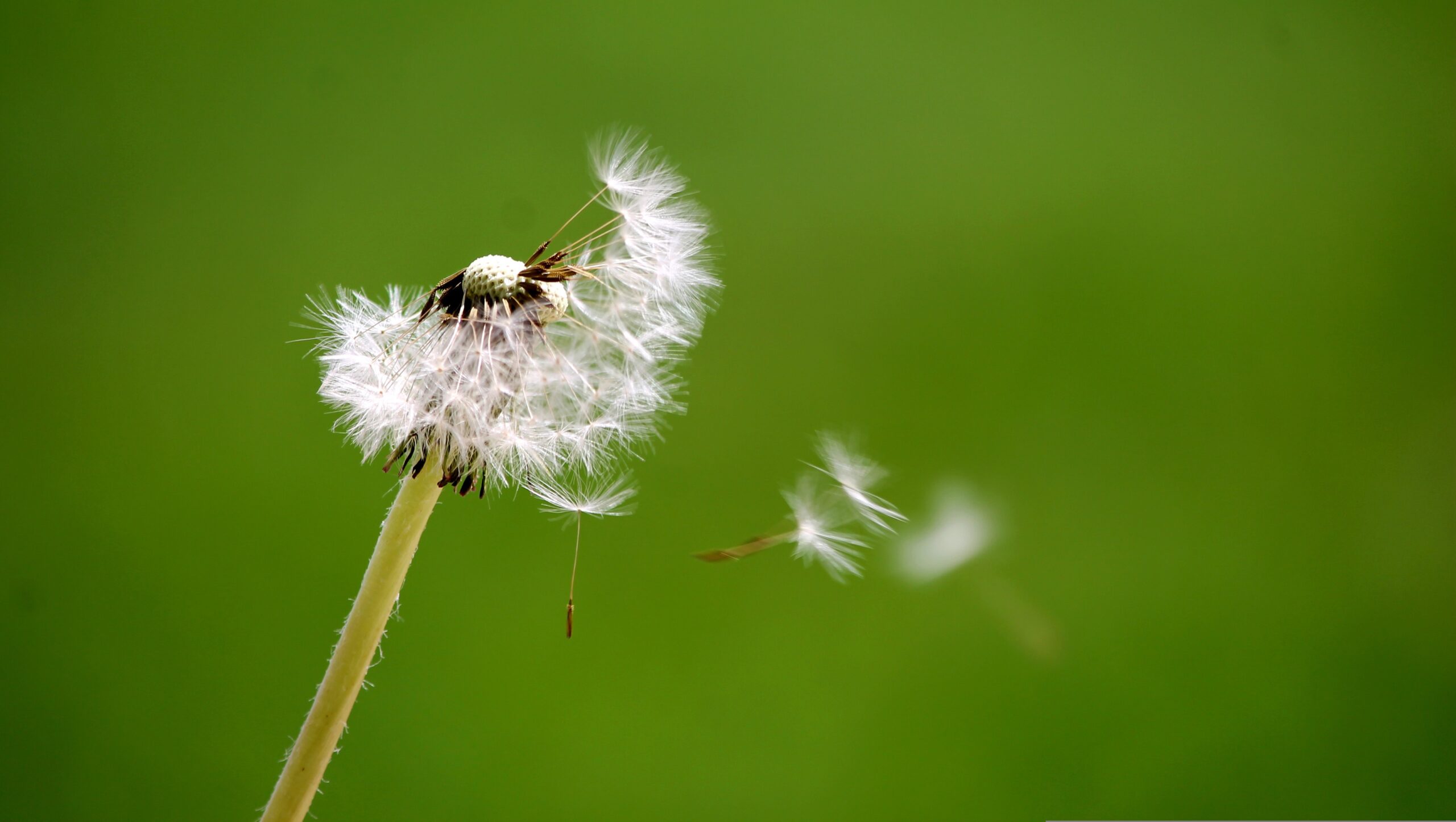 soffione (foto Pixabay)