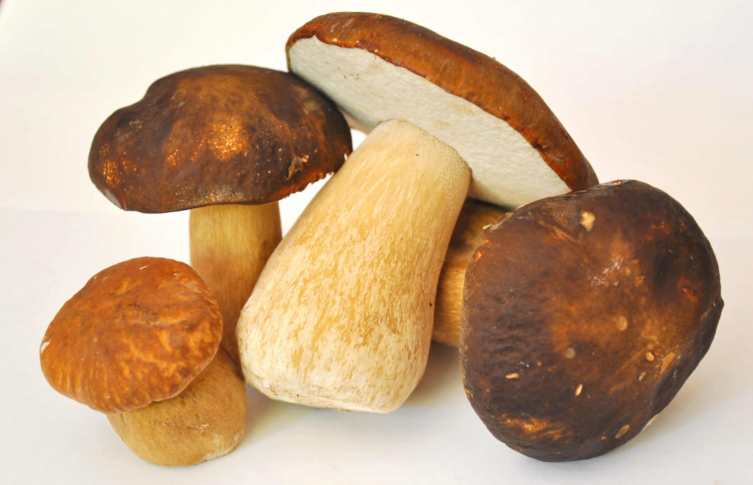 funghi (foto Pixabay)